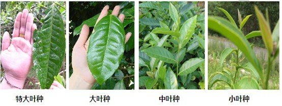 摘茶葉最快的方法，采摘茶葉怎么才能快？