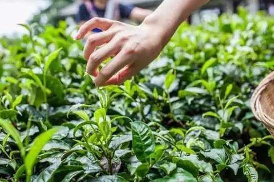 綠茶加工工藝流程圖，綠茶的加工制作包含哪幾個步驟？