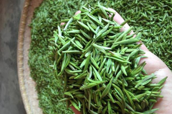 采茶的方法與步驟，如何正確采摘茶葉？