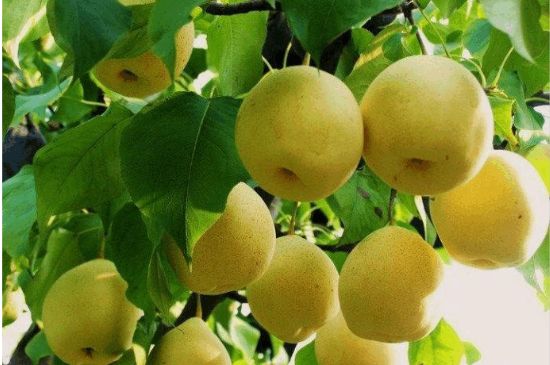 一把真正的本山綠泥壺最低多少錢，什么價格能買到本山綠泥紫砂壺？