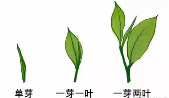 摘茶葉最快的方法，采摘茶葉怎么才能快？