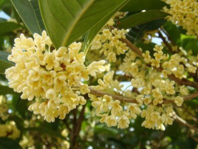 桂花泡茶禁忌，桂花泡水喝的9大禁忌