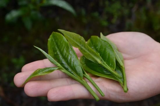單樅茶什么季節(jié)最好喝，鳳凰單叢茶春茶好還是秋茶好？