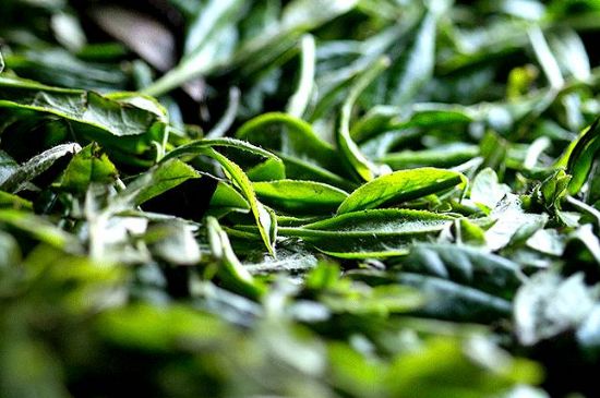 荒野銀針市場價多少，真正的荒野白毫銀針多少錢？