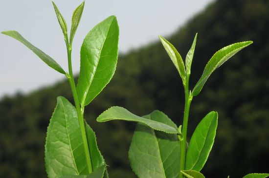 單樅茶什么季節(jié)最好喝，鳳凰單叢茶春茶好還是秋茶好？