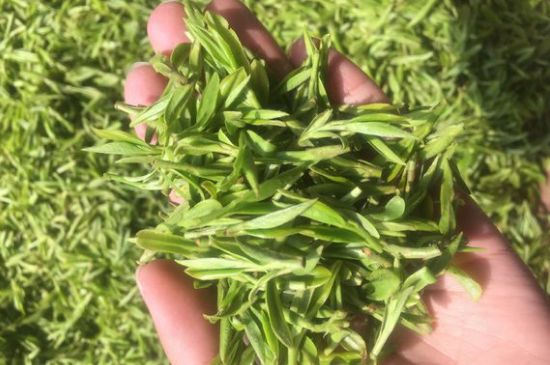 龍井好喝還是毛尖好喝，綠茶是龍井好還是毛尖好？