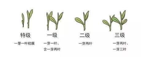 烏牛早和龍井的區(qū)別圖片，龍井43號(hào)和烏牛早茶的對(duì)比