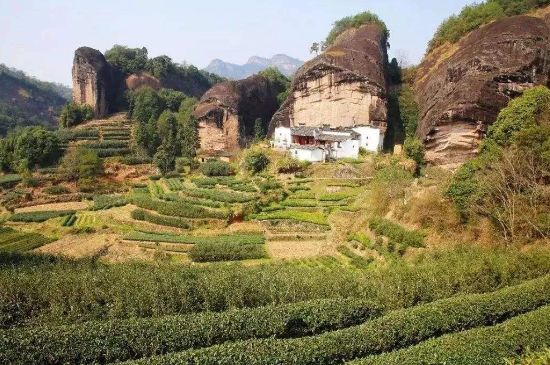 馬頭巖肉桂是大紅袍嗎，大紅袍肉桂屬于什么茶？