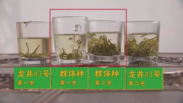 烏牛早和龍井的區(qū)別圖片，龍井43號(hào)和烏牛早茶的對(duì)比