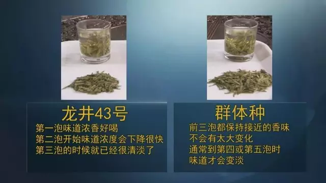 龍井群體種和43號(hào)的區(qū)別圖片，龍井43和群體種哪個(gè)好喝？