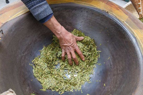 雀舌有一股青草味，雀舌為什么有青草味？