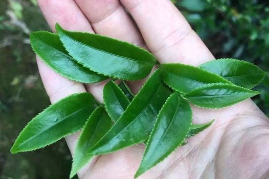 鋸朵仔跟鴨屎香哪個貴，鋸朵子和鴨屎香哪個好喝？