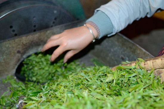 雀舌有一股青草味，雀舌為什么有青草味？
