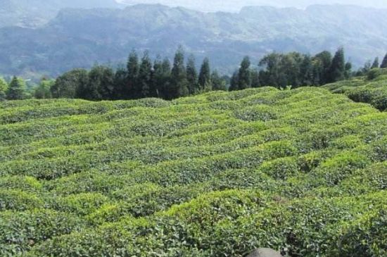蒙頂山茶種類，蒙頂山哪種茶好？