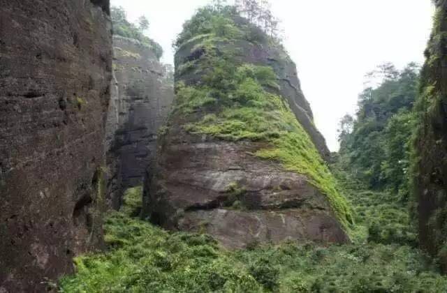 武夷山為什么盛產(chǎn)茶葉，武夷山茶為什么好喝？