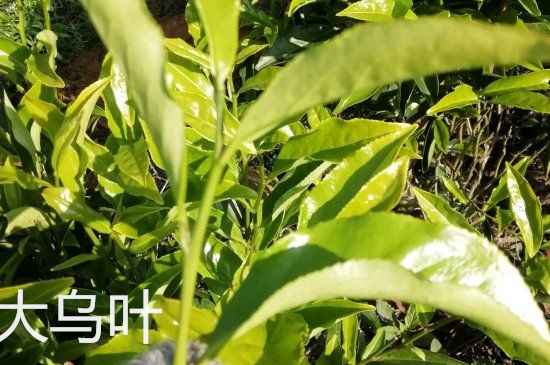 鴨屎香和大烏葉是同一種茶葉嗎，單叢大烏葉和鴨屎香有什么區(qū)別？