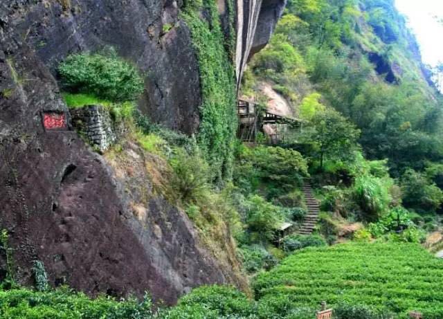 武夷山為什么盛產(chǎn)茶葉，武夷山茶為什么好喝？