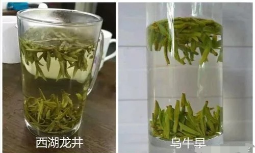 烏牛早和龍井的區(qū)別圖片，龍井43號(hào)和烏牛早茶的對(duì)比
