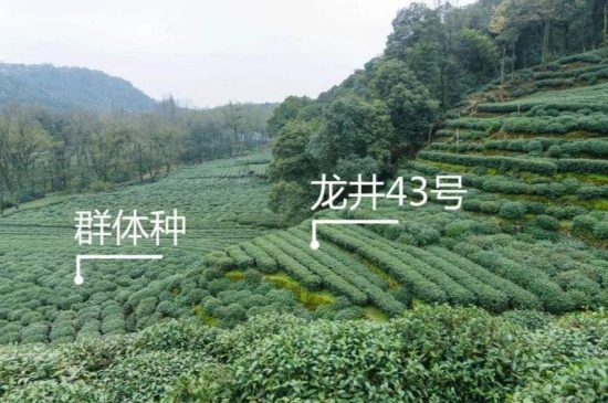 43號(hào)龍井屬于好茶嗎，龍井茶43號(hào)是什么意思？