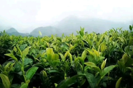 一天3杯紅茶抗癌，常飲紅茶對(duì)身體有好處！