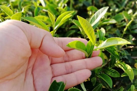 大紅袍四大品種有哪些，大紅袍的種類和著名品種特點(diǎn)介紹