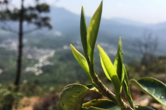 鳳凰單樅什么人不能喝，哪些人不能飲單叢茶