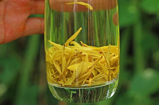 茶中奇葩黃金芽，安吉白茶中黃金芽的特點(diǎn)