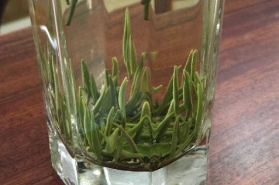 竹葉青和雀舌哪個貴，竹葉青茶貴嗎？