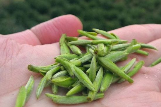 什么綠茶茶葉唇齒留香，哪個(gè)品種綠茶香氣好？