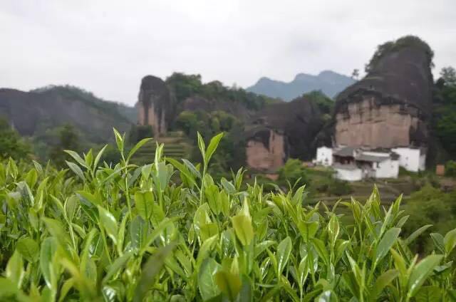 武夷山為什么盛產(chǎn)茶葉，武夷山茶為什么好喝？
