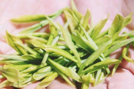 龍井是明前的好還是雨前的好，明前茶和雨前茶哪個好喝？