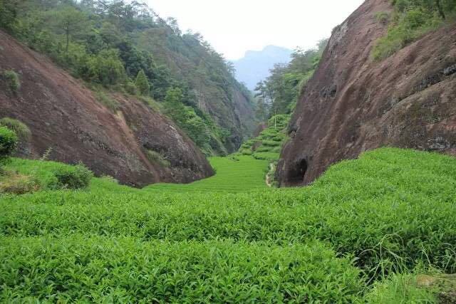 武夷山為什么盛產(chǎn)茶葉，武夷山茶為什么好喝？