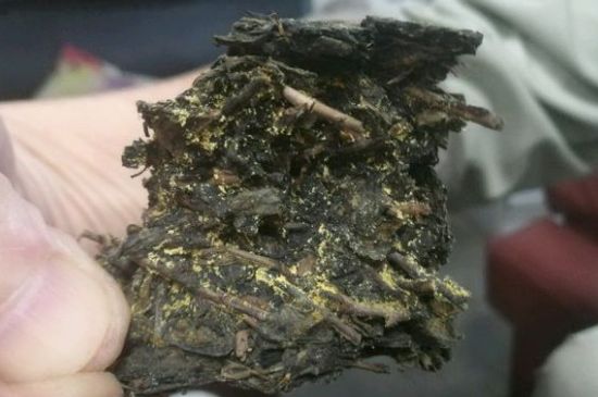 伏茶里的金花是黃曲霉素嗎，金花茯茶里的是什么菌