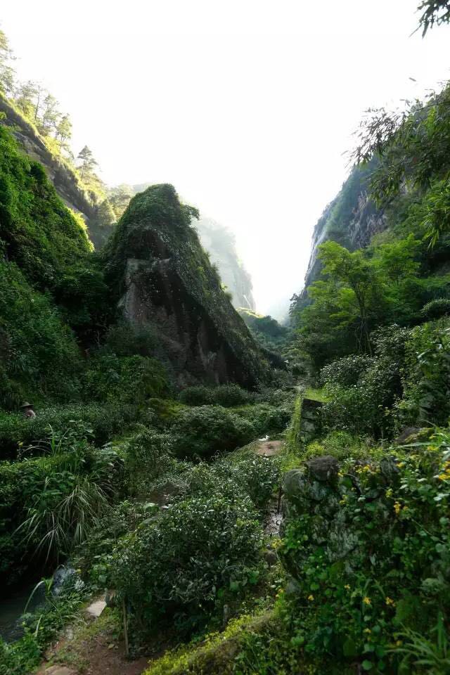 武夷山為什么盛產(chǎn)茶葉，武夷山茶為什么好喝？
