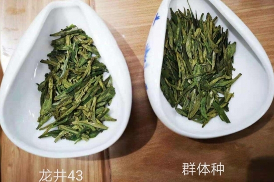43號(hào)龍井屬于好茶嗎，龍井茶43號(hào)是什么意思？