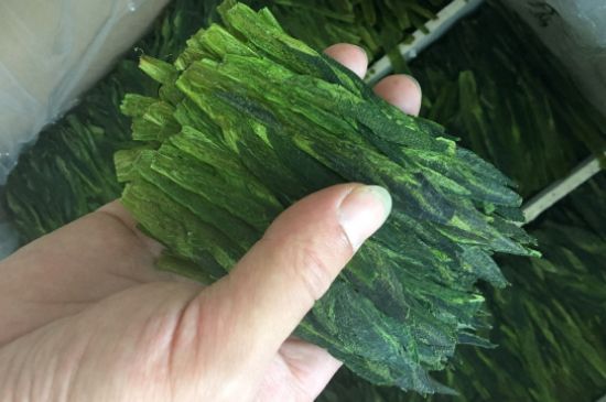 什么綠茶味道濃香，那個綠茶比較濃香？