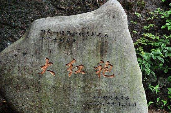 母樹(shù)大紅袍給誰(shuí)喝了，為什么母樹(shù)大紅袍叫三棵六株？