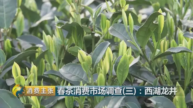 龍井群體種和43號(hào)的區(qū)別圖片，龍井43和群體種哪個(gè)好喝？
