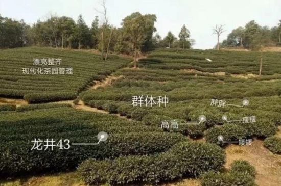43號(hào)龍井屬于好茶嗎，龍井茶43號(hào)是什么意思？