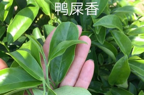 鴨屎香和大烏葉是同一種茶葉嗎，單叢大烏葉和鴨屎香有什么區(qū)別？