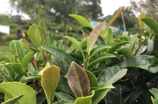 43號(hào)龍井屬于好茶嗎，龍井茶43號(hào)是什么意思？