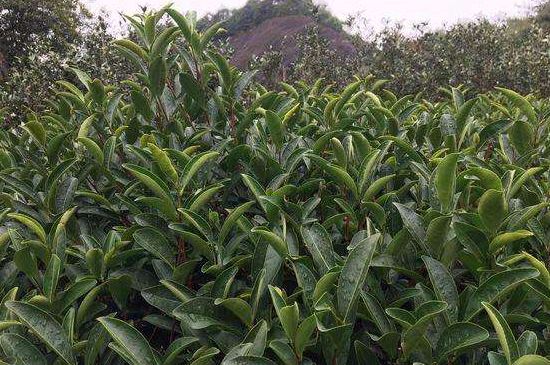 馬頭巖肉桂是大紅袍嗎，大紅袍肉桂屬于什么茶？