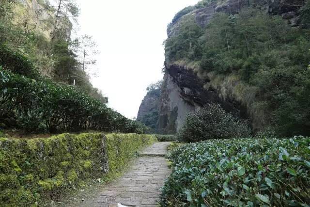 武夷山為什么盛產(chǎn)茶葉，武夷山茶為什么好喝？