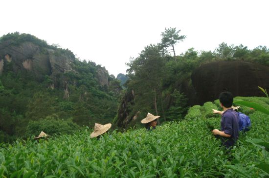肉桂茶和大紅袍哪個(gè)貴，武夷山肉桂與大紅袍的價(jià)格比較