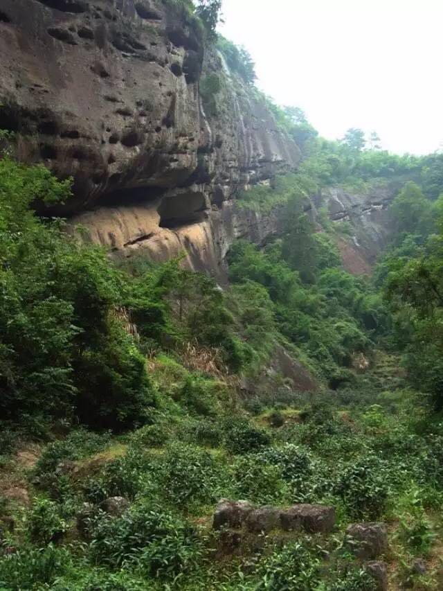 武夷山為什么盛產(chǎn)茶葉，武夷山茶為什么好喝？
