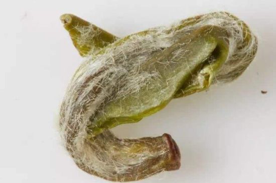 羊巖勾青是綠茶嗎，羊巖勾青茶屬于什么茶？