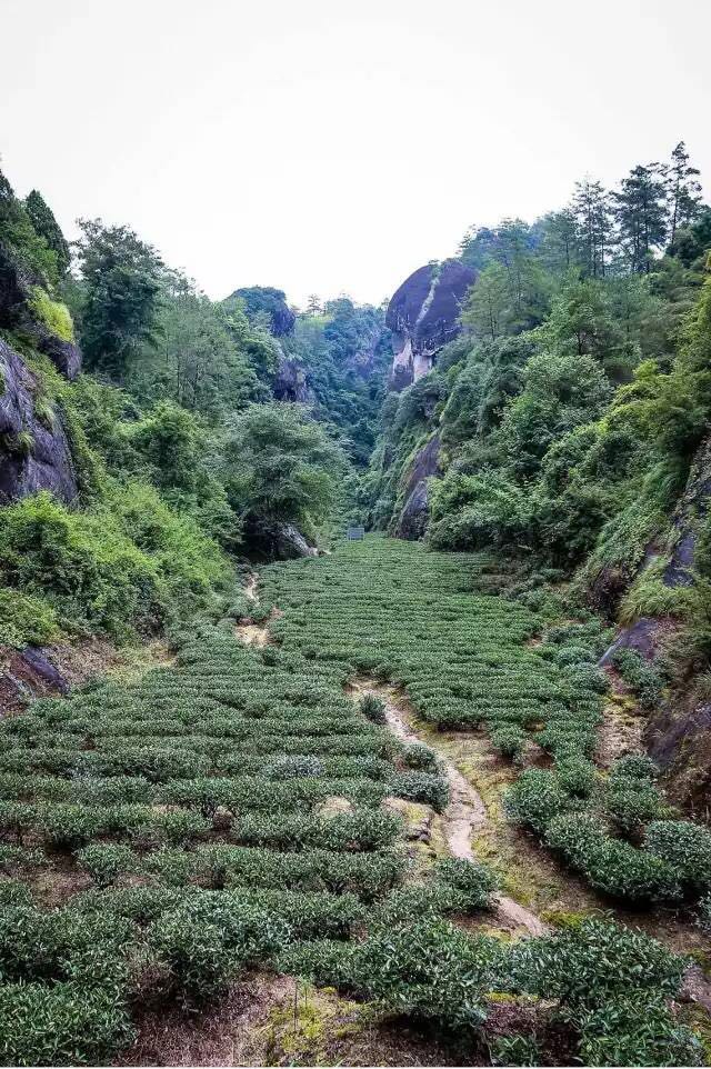 武夷山為什么盛產(chǎn)茶葉，武夷山茶為什么好喝？