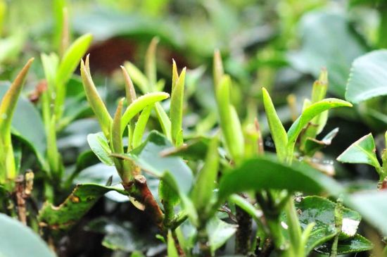 單樅茶什么季節(jié)最好喝，鳳凰單叢茶春茶好還是秋茶好？