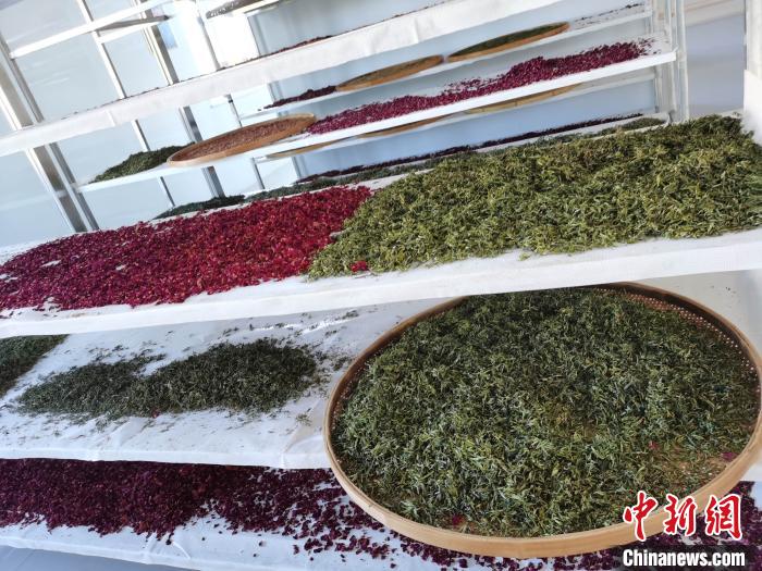 圖為王玲玲收購的各種山茶?！⊥貘Q遠 攝