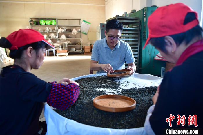 圖為張元豪在生產(chǎn)車間內(nèi)與工人一起查看茶葉品質(zhì)?！埍?攝
